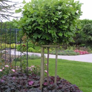 Tulipánfa (Liriodendron tulipifera ‘Edward Gursztyn’)