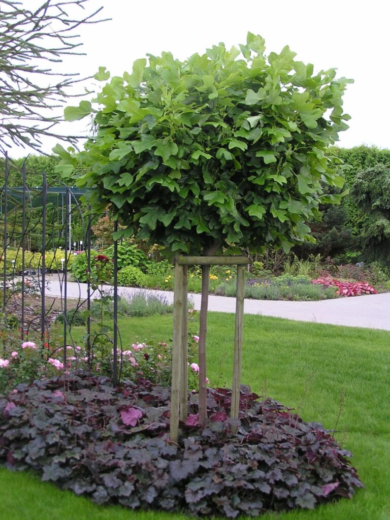 Tulipánfa (Liriodendron tulipifera ‘Edward Gursztyn’)