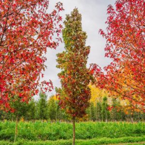 Amerikai ámbrafa (Liquidambar styraciflua ‘Slender Silhouette’)