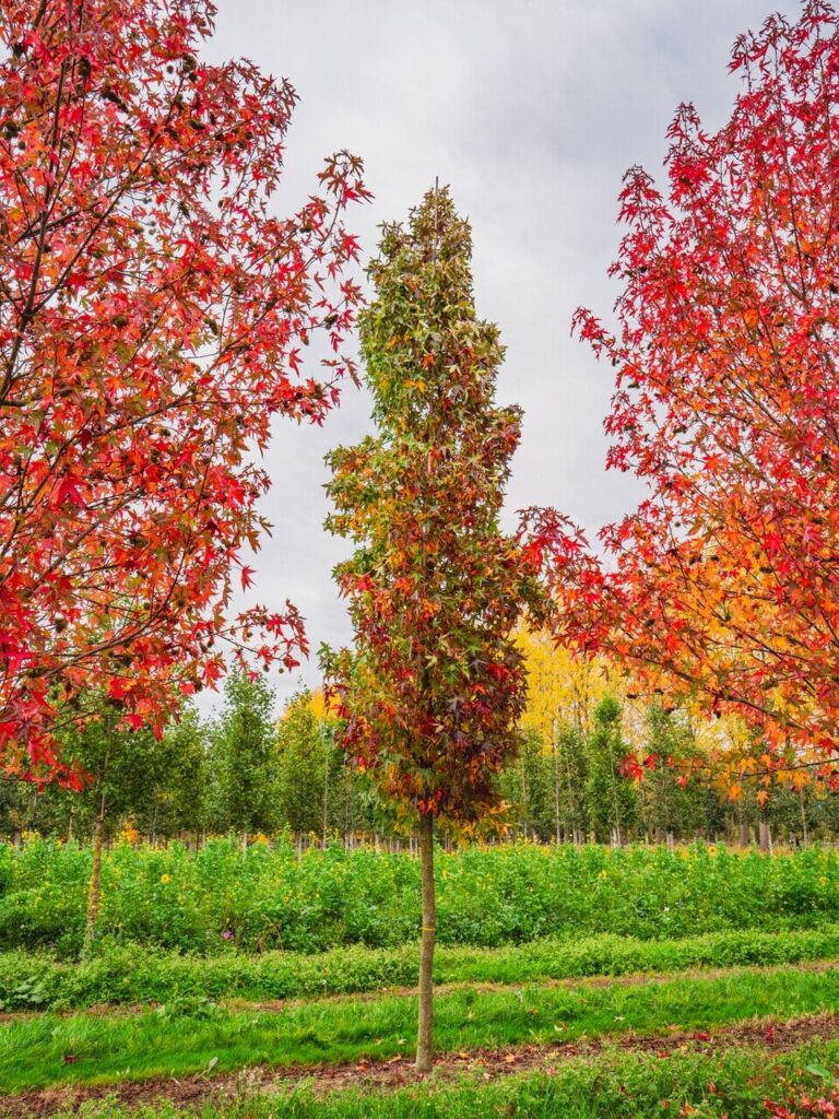 Amerikai ámbrafa (Liquidambar styraciflua ‘Slender Silhouette’)