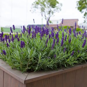 Keskenylevelű levendula (Lavandula angustifolia ‘Anna’)