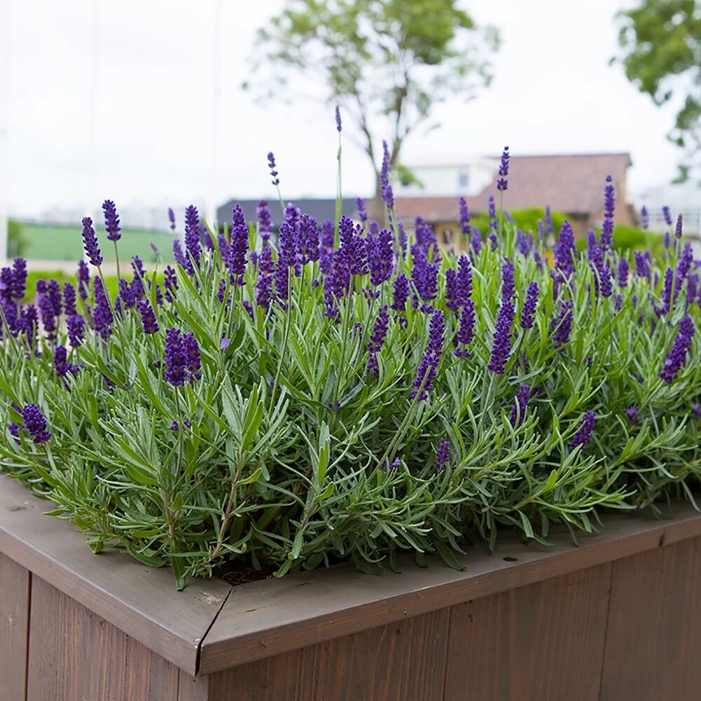 Keskenylevelű levendula (Lavandula angustifolia ‘Anna’)