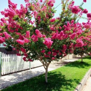 Piros virágú kínai selyemmirtusz (Lagerstroemia indica 'Tonto')