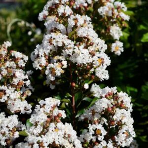 Fehér virágú kínai selyemmirtusz (Lagerstroemia indica ‘Neige d’Été’)