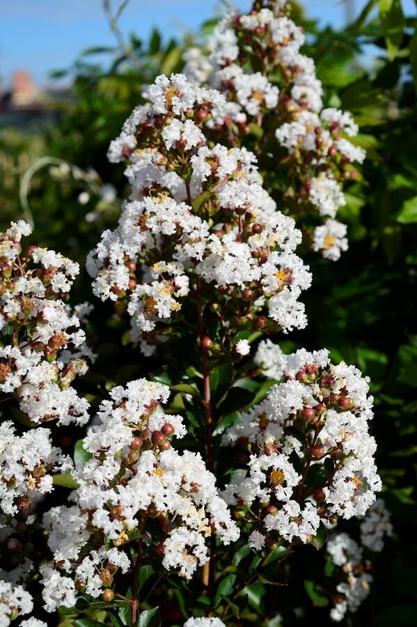 Fehér virágú kínai selyemmirtusz (Lagerstroemia indica ‘Neige d’Été’)