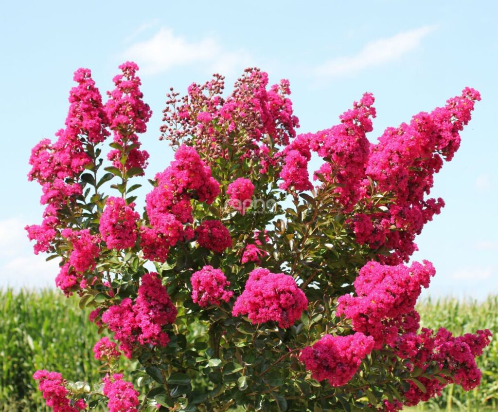 Selyemmirtusz (Lagerstroemia indica ‘Fuchsia D’été’)
