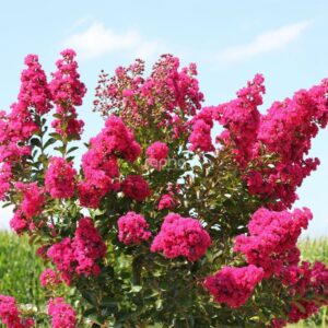 Selyemmirtusz (Lagerstroemia indica ‘Fuchsia D’été’)