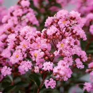 Rózsaszín kínai selyemmirtusz (Lagerstroemia indica 'Eveline')