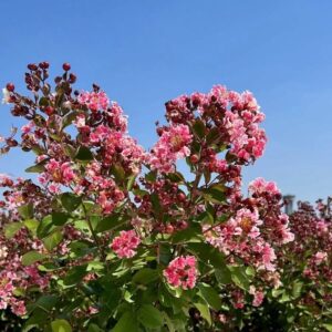 Selyemmirtusz (Lagerstroemia indica 'Berlingrot Menthe')