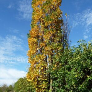 Csörgőfa (Koelreuteria paniculata ‘Fastigiata’)