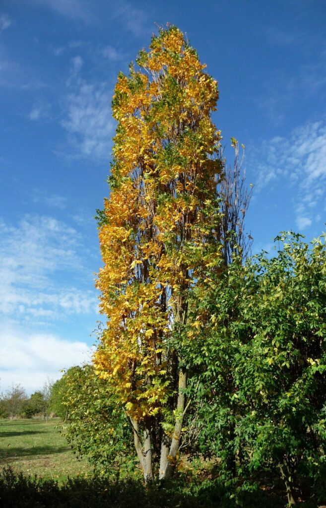 Csörgőfa (Koelreuteria paniculata ‘Fastigiata’)