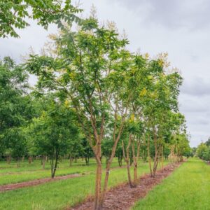 Csörgőfa (Koelreuteria paniculata)