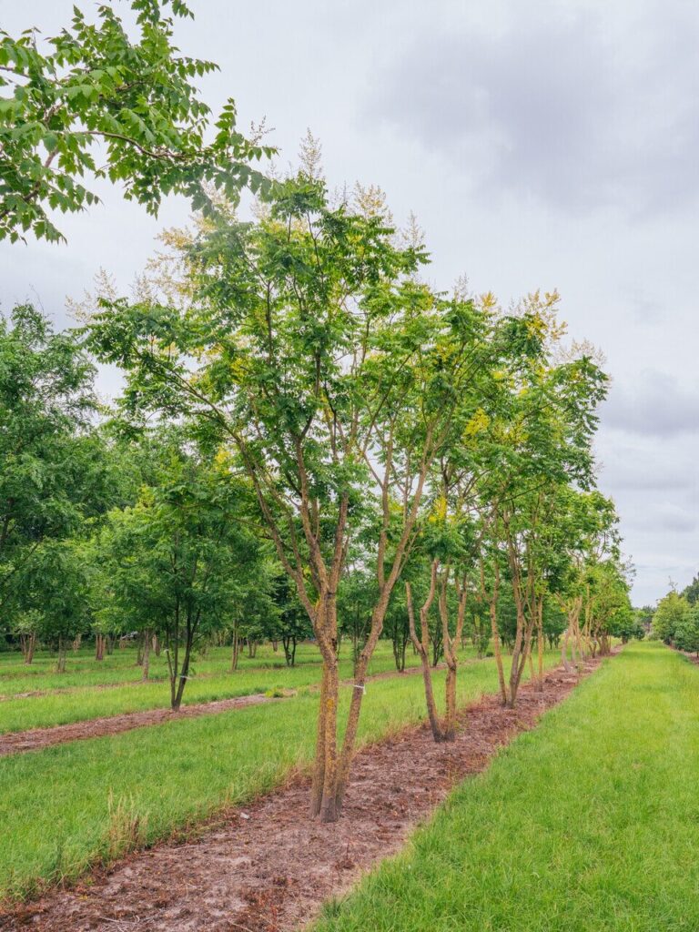 Csörgőfa (Koelreuteria paniculata)