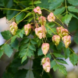 Csörgőfa (Koelreuteria paniculata)