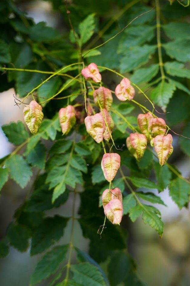 Csörgőfa (Koelreuteria paniculata)