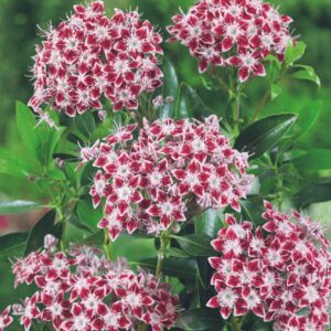 Hegyi babér (Kalmia sp.)
