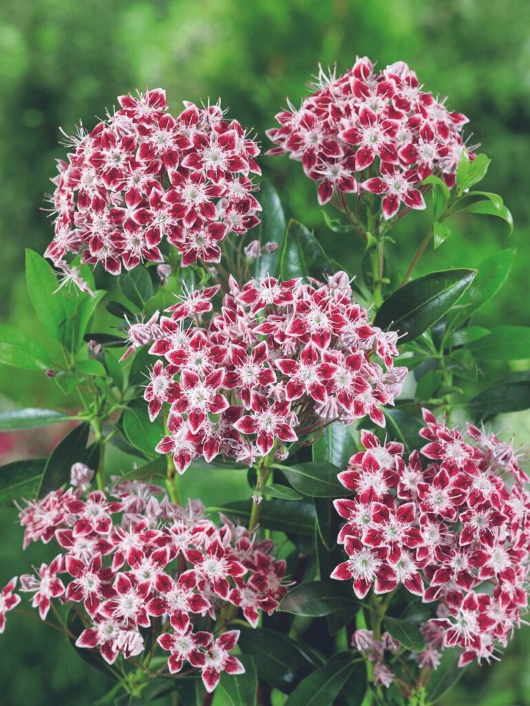 Hegyi babér (Kalmia sp.)