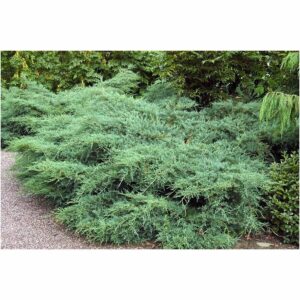Szűz boróka (Juniperus virginiana 'Silver Spreader')