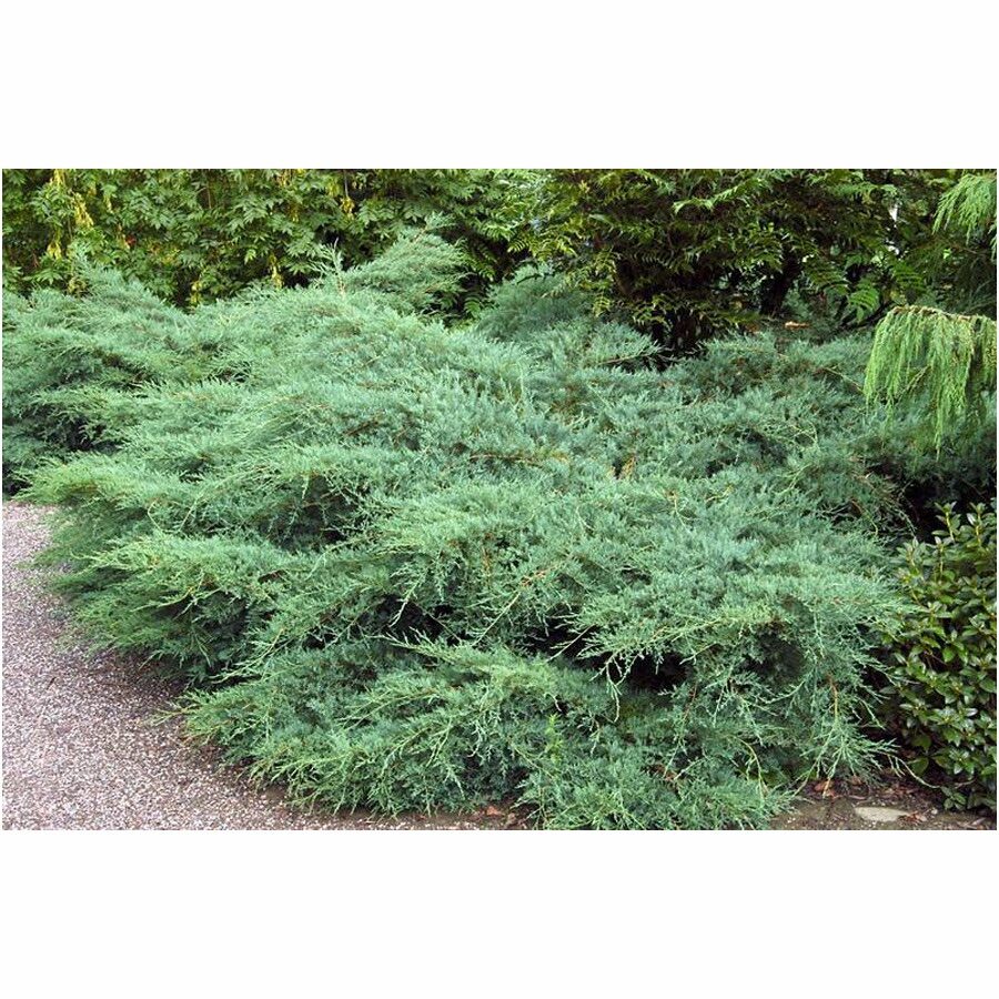 Szűz boróka (Juniperus virginiana 'Silver Spreader')