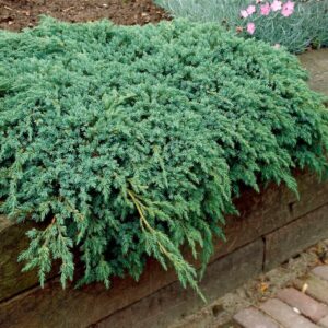 Pikkelyes boróka (Juniperus squamata 'Blue Carpet')