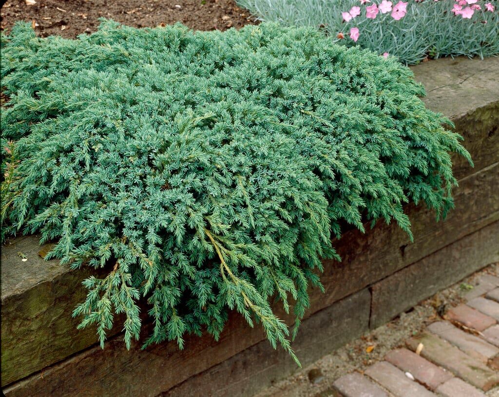 Pikkelyes boróka (Juniperus squamata 'Blue Carpet')