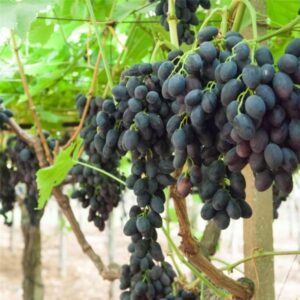 Szőlő (Vitis vinifera ‘Nero’)