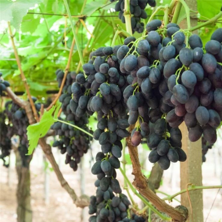Szőlő (Vitis vinifera 'Nero')