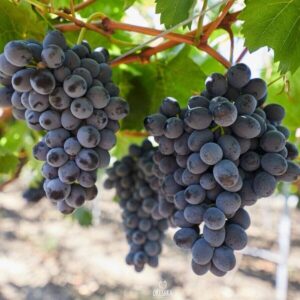 Szőlő (Vitis vinifera ‘Moldova’)