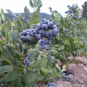 Magasbokrú áfonya (Vaccinium corymbosum ‘Bluejay’)