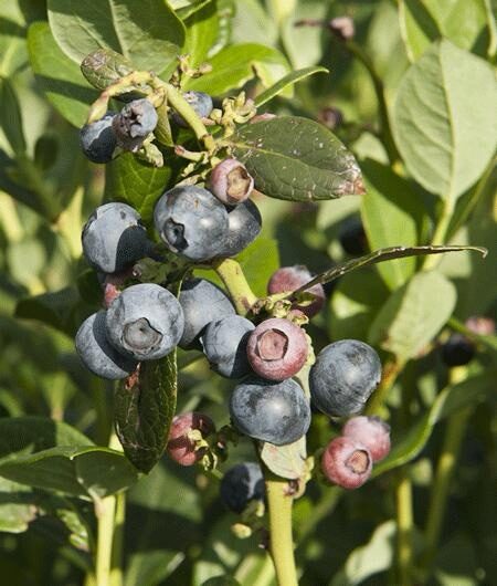 Kék áfonya (Vaccinium corymbosum sp.)