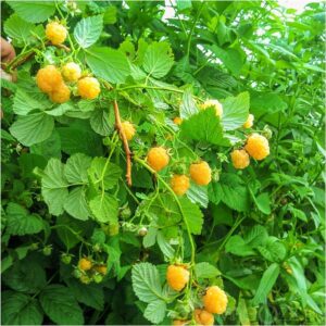 Málna (Rubus idaeus ‘Fertődi Aranyfürtű’)