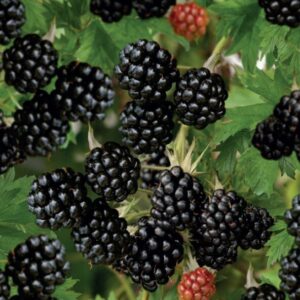 Fekete szeder (Rubus fruticosa 'Thornfree')