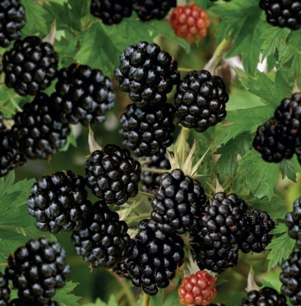 Fekete szeder (Rubus fruticosa 'Thornfree')
