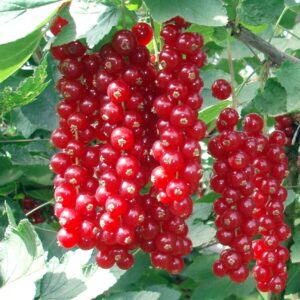 Piros ribizli (Ribes rubrum ‘Jonkheer Van Tets’)