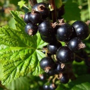 Fekete ribizli (Ribes nigrum ‘Fertődi 1’)