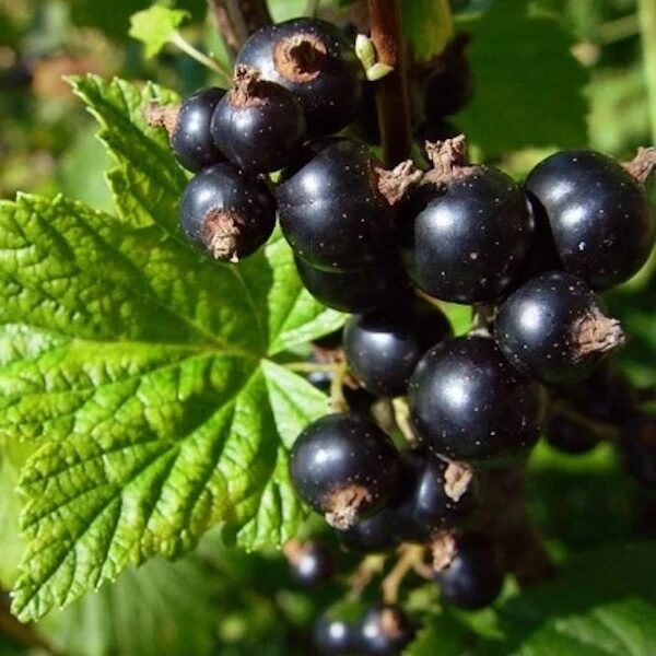 Fekete ribizli (Ribes nigrum 'Fertődi 1')