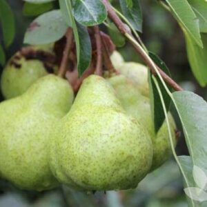 Körte (Pyrus communis 'Packhams Triumph')