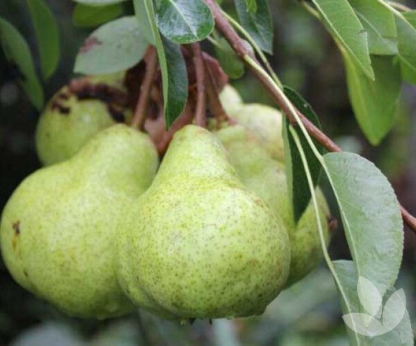 Körte (Pyrus communis 'Packhams Triumph')