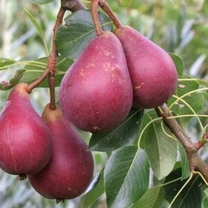 Körte (Pyrus communis 'Piros Clapp')