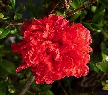 Gránátalma bokor (Punica granatum 'Nochi Shibari')