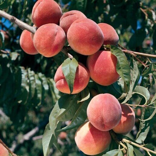 Elberta őszibarack (Prunus persica 'Elberta')