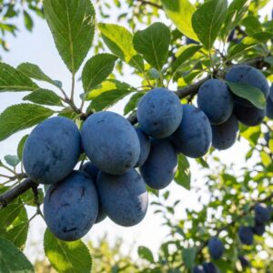 Szilva (Prunus domestica 'Cacanska Lepotika')