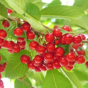Meggy (Prunus cerasus 'Meteor')