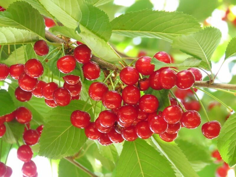 Meggy (Prunus cerasus 'Meteor')