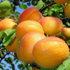 Kajszibarack (Prunus armeniaca 'Pannónia')