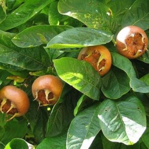 Naspolya (Mespilus germanica 'Hollandi Óriás')