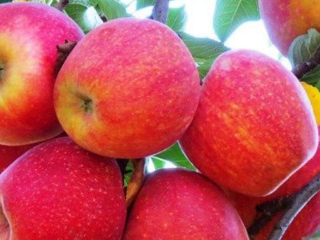 Gála alma (Malus domestica 'Gála Must')