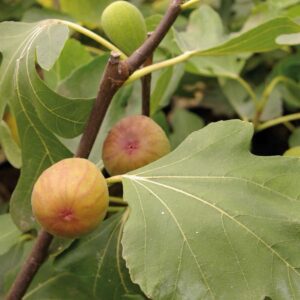 Füge (Ficus carica 'Goutte D'or')