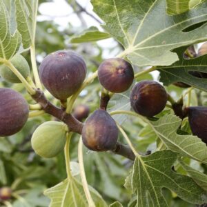 Füge (Ficus carica 'Ice Crystal')