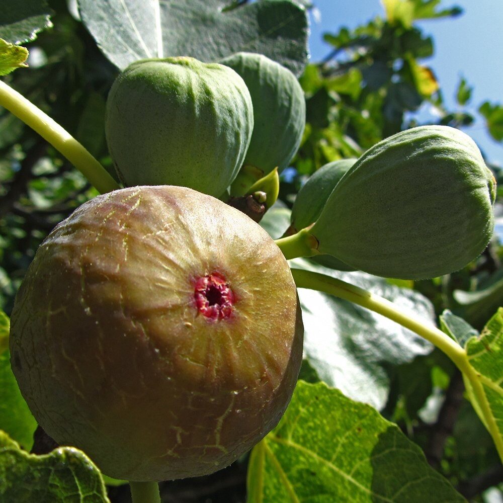 Füge (Ficus carica 'Madeleine 2 Saisons')